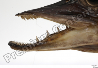 Northern pike mouth teeth 0009.jpg